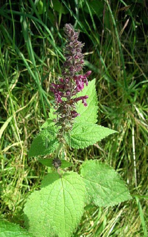 Stachys sylvatica / Stregona dei boschi